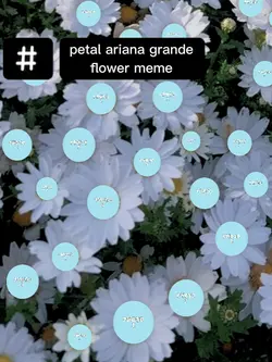 petal meme
