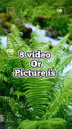 8 video new template