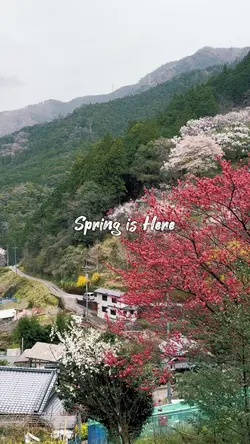 春/musim semi/Spring