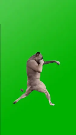 SHADOW BOXING DOG