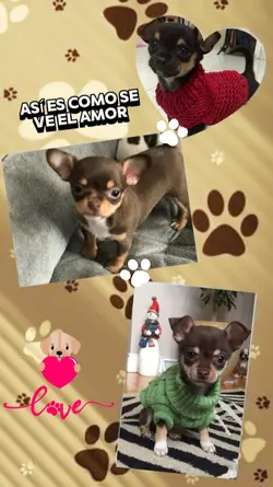 amor canino