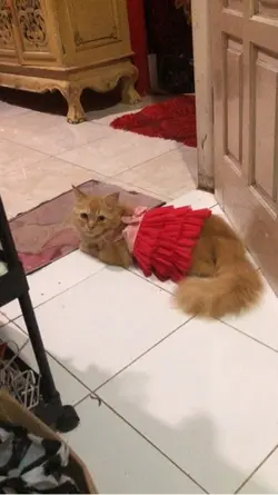 Kamu cantik