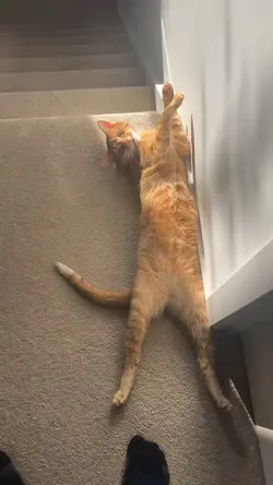 Cat pose