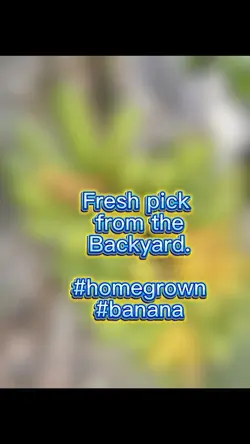 Banana 