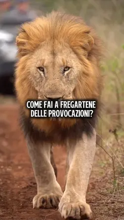 Impariamo dai leoni 