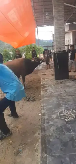 Qurban Idul Adha 
