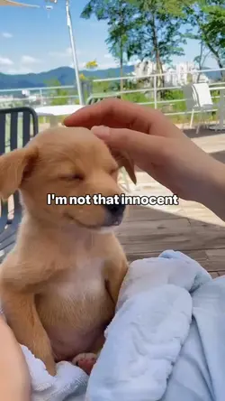 Funny dog