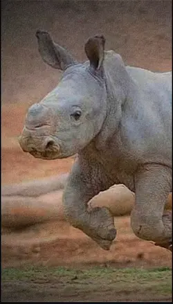 RHINO templates