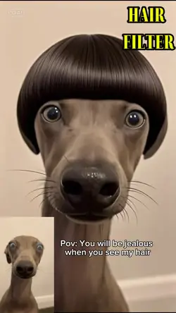 Hair filter dog
