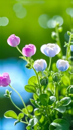 beautiful flowers 