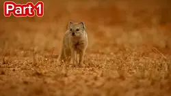bbbb