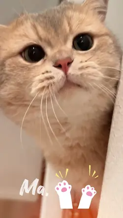 hungry cat
