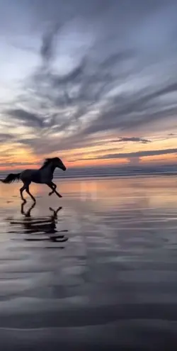 Ralenti galop