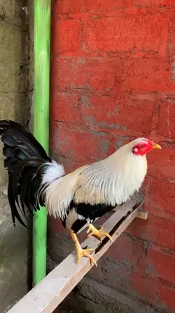 ayam