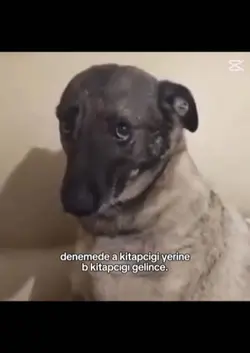 Üzgün köpek