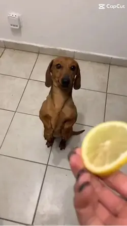 Citron +chien 