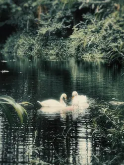 Swan lake
