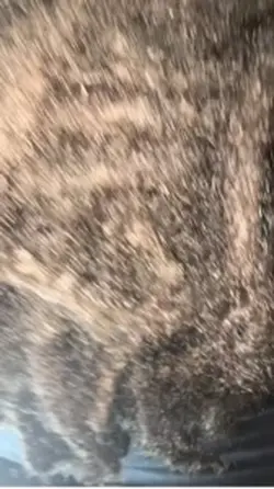 Hair transition