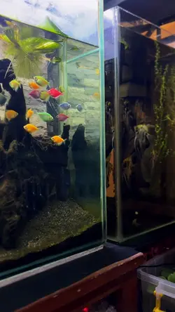 Aquarium Aesthetic 