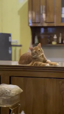 Kata kata kucing