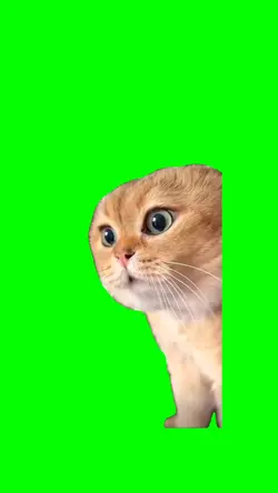 talking cat meme