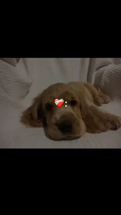 Dog edit 🐶 🥰 