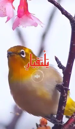 surah rehman