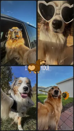my dog