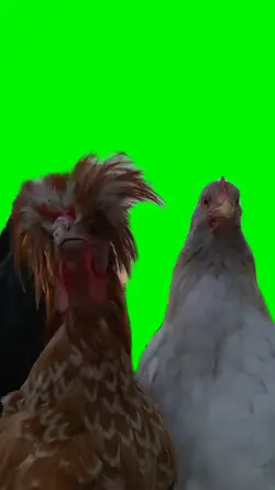 Gassolina Chickens 