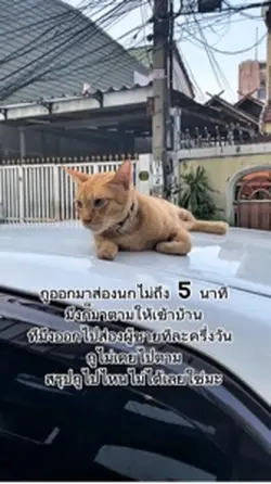 แมวก็มีหัวใจ