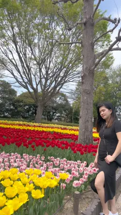 Tulip festiva