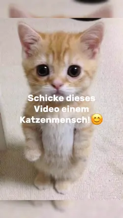 Katzen eben