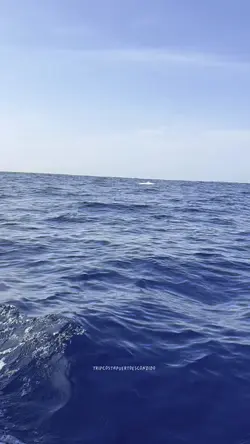 Delfines saltando 🐬