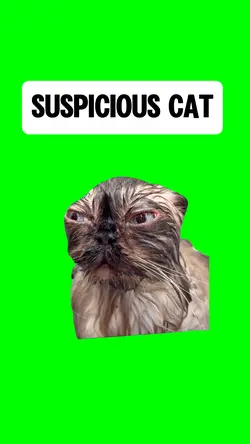 SUSPICIOUS CAT