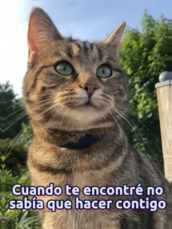 Mi mascota