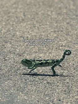 pesona otot kawat