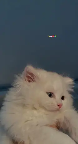 𝐍𝐚𝐰𝐚𝐛 𝐄𝐝𝐢𝐭