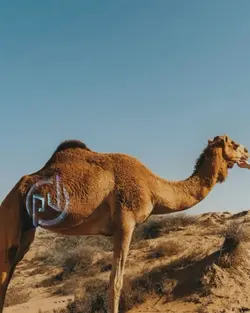 Camel 
