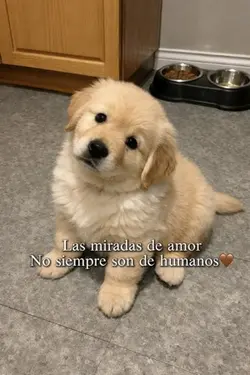 Mascotas 🐶🐾🤎