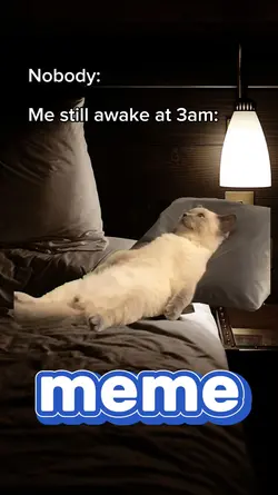 Cat in Bed Meme