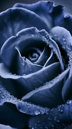 Blue flower