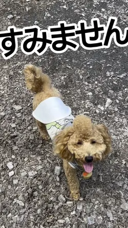 犬の落し物探し