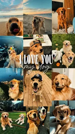 YOUR PET ❤️‍🩹