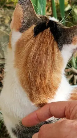 amore 