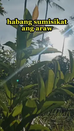 sikat ng araw