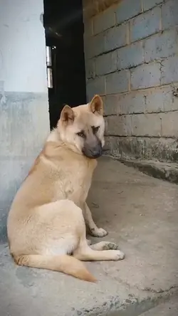DOG DANCE