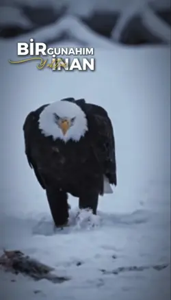 Bir günahım yoktur