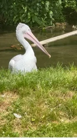 Kavi