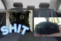 Shit 