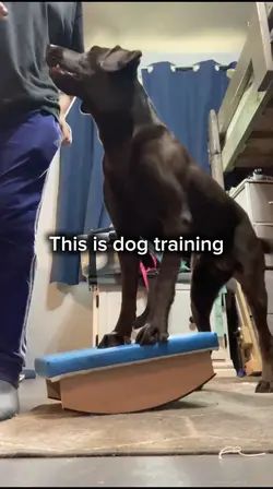 Dog training 